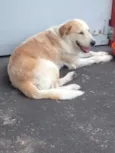 Golden 