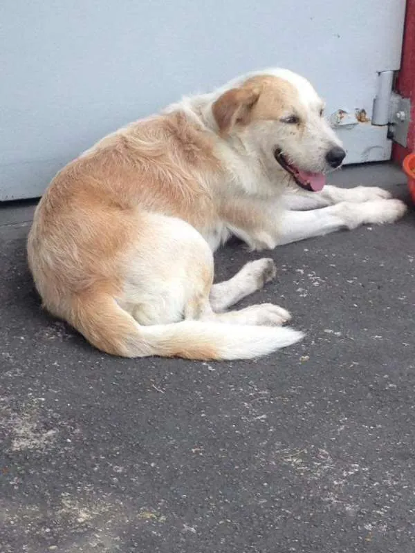 Cachorro ra a mix de golden com labrador idade 4 anos nome Golden 