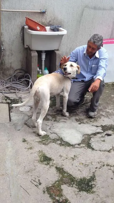 Cachorro ra a mix de golden com labrador idade 4 anos nome Golden 