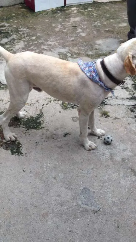 Cachorro ra a mix de golden com labrador idade 4 anos nome Golden 