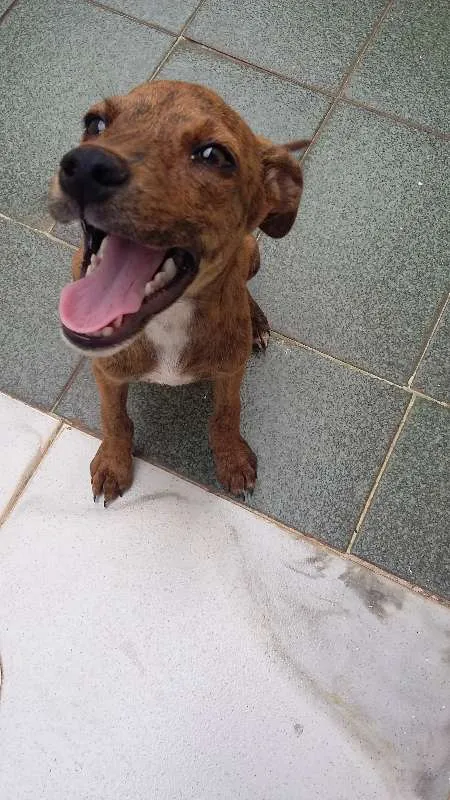 Cachorro ra a vira lata idade 7 a 11 meses nome Pantera