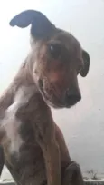 Pantera