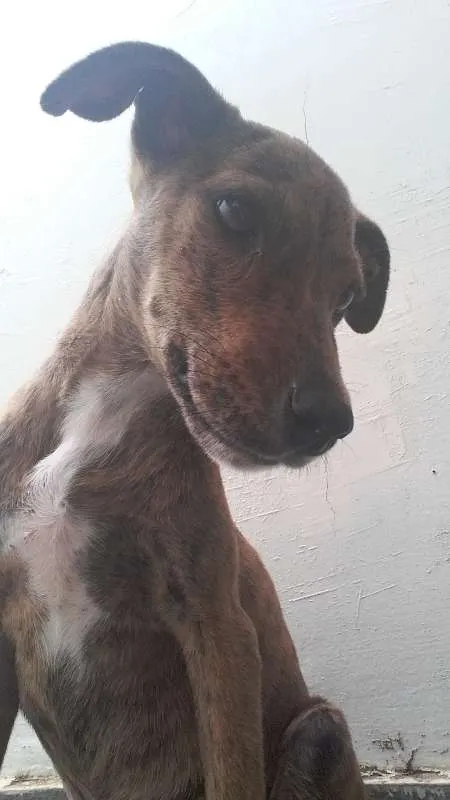Cachorro ra a vira lata idade 7 a 11 meses nome Pantera