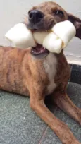 Pantera
