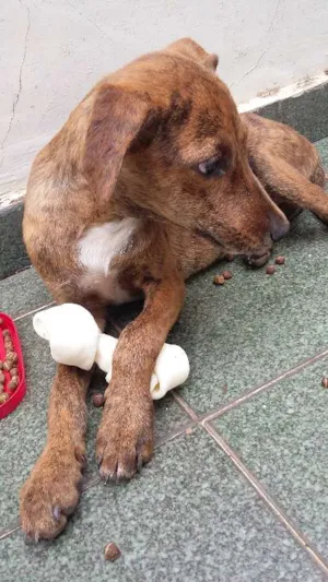 Cachorro raça vira lata idade 7 a 11 meses nome Pantera