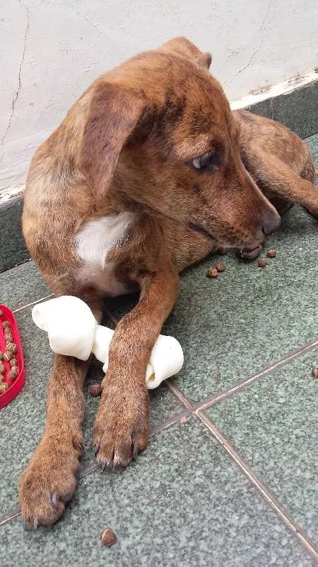 Cachorro ra a vira lata idade 7 a 11 meses nome Pantera
