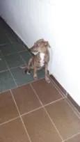 Pantera