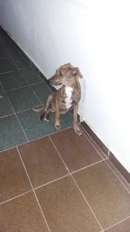 Cachorro ra a vira lata idade 7 a 11 meses nome Pantera