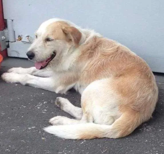 Cachorro ra a mix de golden com labrador idade 4 anos nome Golden 