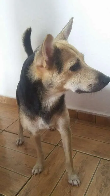 Cachorro ra a vira lata idade 2 a 6 meses nome poly,mel,vaca