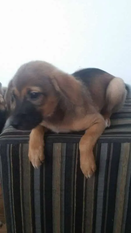 Cachorro ra a vira lata idade 2 a 6 meses nome poly,mel,vaca
