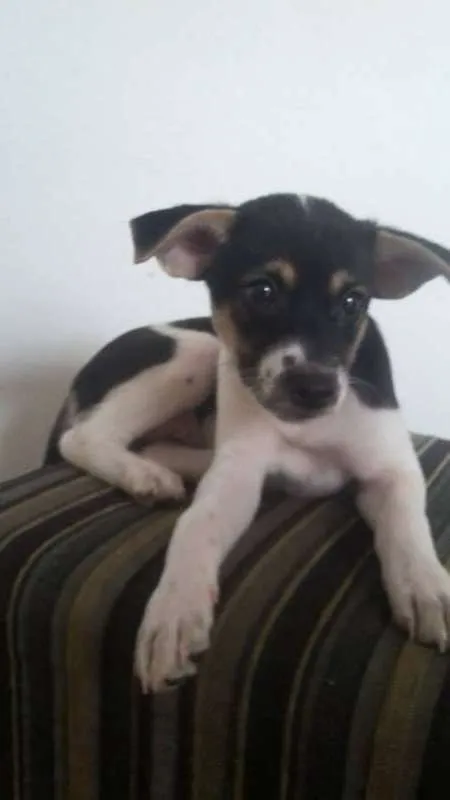 Cachorro ra a vira lata idade 2 a 6 meses nome poly,mel,vaca