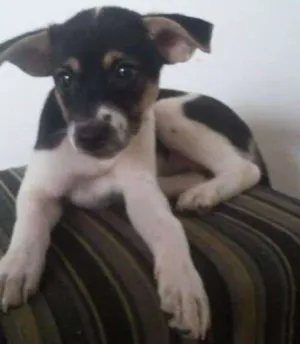 Cachorro raça vira lata idade 2 a 6 meses nome poly,mel,vaca