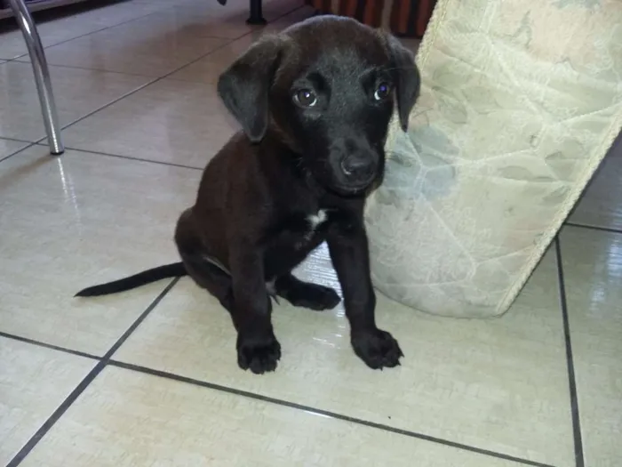 Cachorro ra a nao tem idade 2 a 6 meses nome jarold