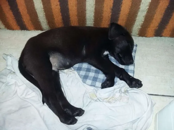 Cachorro ra a nao tem idade 2 a 6 meses nome jarold