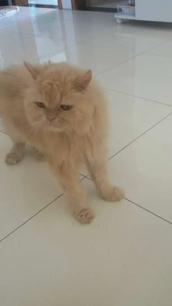 Gato ra a Persa idade 6 ou mais anos nome Sonaldinho