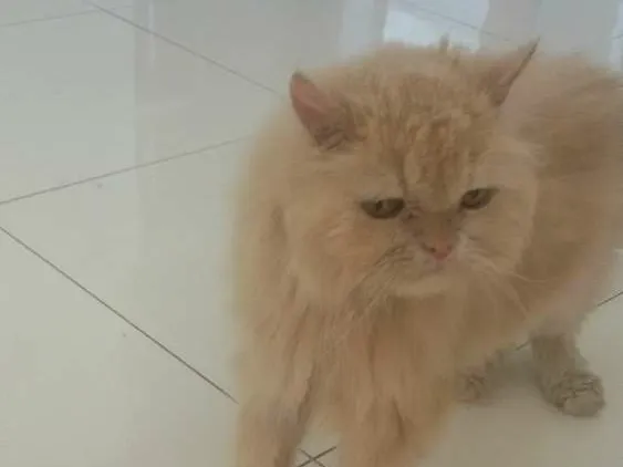 Gato ra a Persa idade 6 ou mais anos nome Sonaldinho