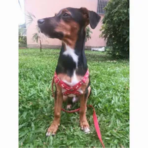Cachorro raça vira lata idade 3 anos nome Saddam GRATIFICA