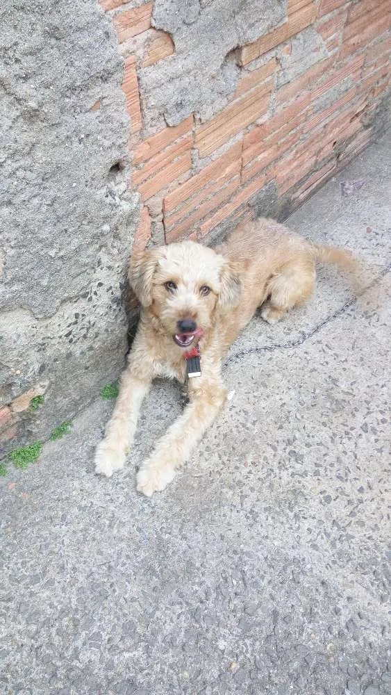 Cachorro ra a Mestiça (pastor com vira lata ) idade 1 ano nome Mel