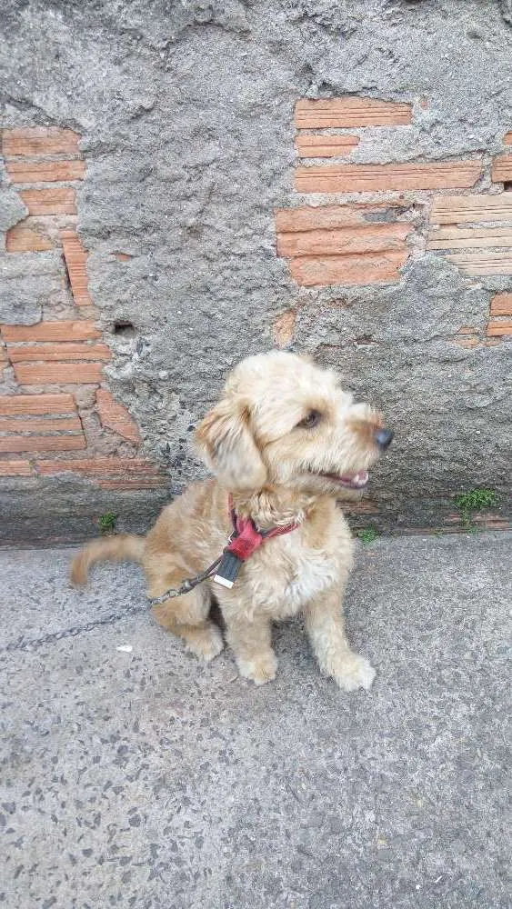 Cachorro ra a Mestiça (pastor com vira lata ) idade 1 ano nome Mel