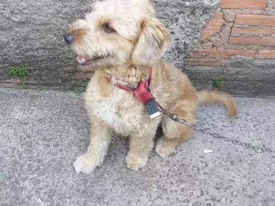 Cachorro ra a Mestiça (pastor com vira lata ) idade 1 ano nome Mel