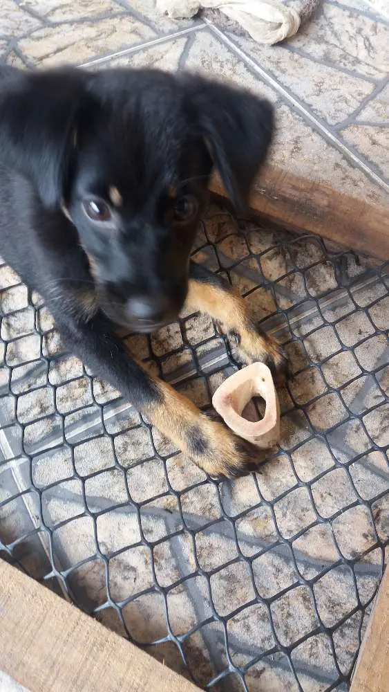Cachorro ra a SRD idade 2 a 6 meses nome Belinha 