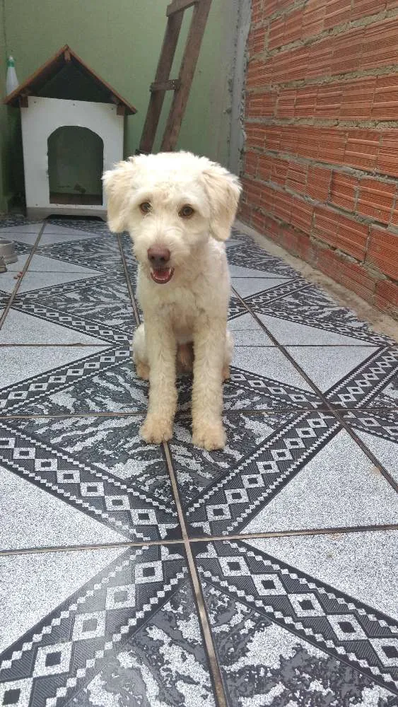 Cachorro ra a SRD idade 1 ano nome Spike
