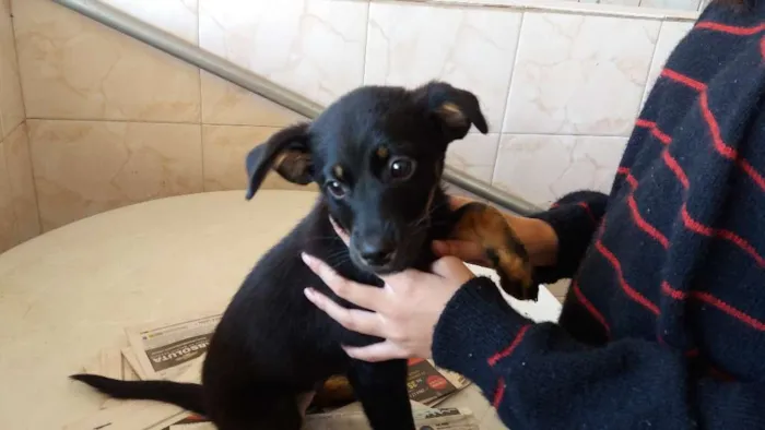 Cachorro ra a SRD idade 2 a 6 meses nome Belinha 