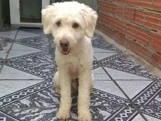Cachorro ra a SRD idade 1 ano nome Spike