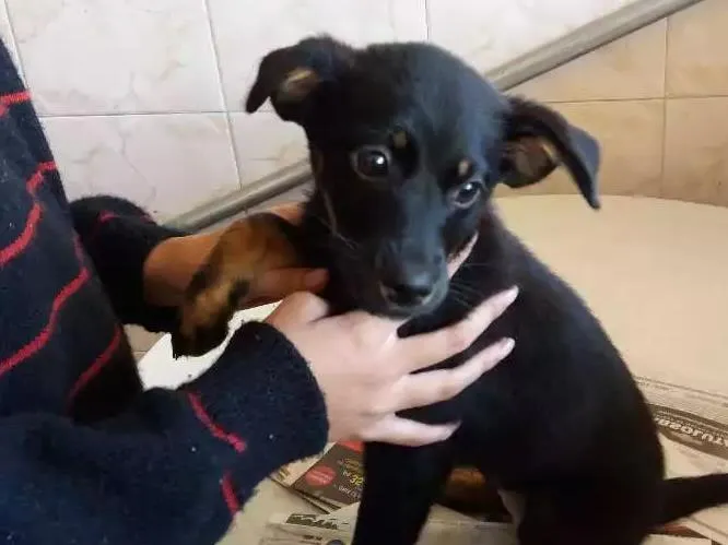 Cachorro ra a SRD idade 2 a 6 meses nome Belinha 