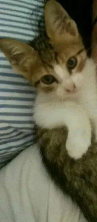 Gato raça  idade Abaixo de 2 meses nome Pretinha