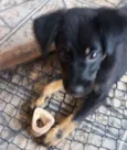 Belinha 