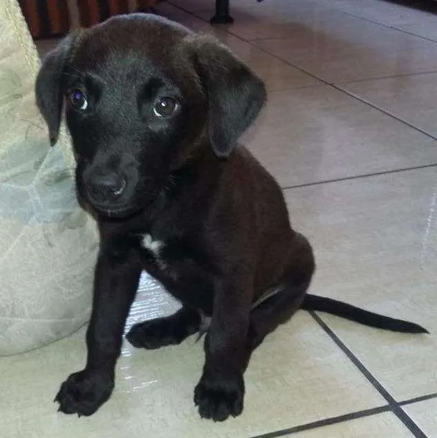 Cachorro ra a nao tem idade 2 a 6 meses nome jarold