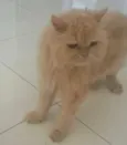 Sonaldinho