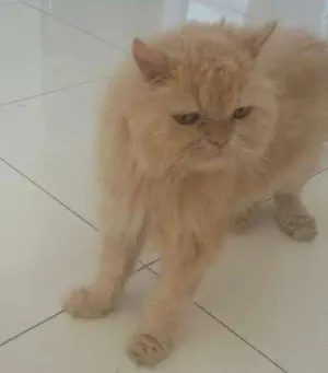 Gato raça Persa idade 6 ou mais anos nome Sonaldinho