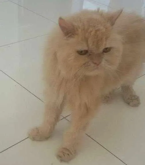Gato ra a Persa idade 6 ou mais anos nome Sonaldinho