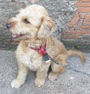 Cachorro raça Mestiça (pastor com vira lata ) idade 1 ano nome Mel
