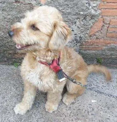 Cachorro ra a Mestiça (pastor com vira lata ) idade 1 ano nome Mel