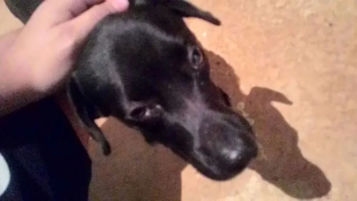 Cachorro ra a SR idade 1 ano nome Sem nome