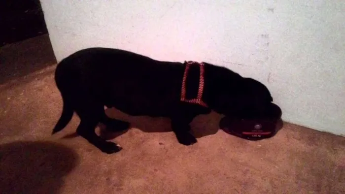 Cachorro ra a SR idade 1 ano nome Sem nome