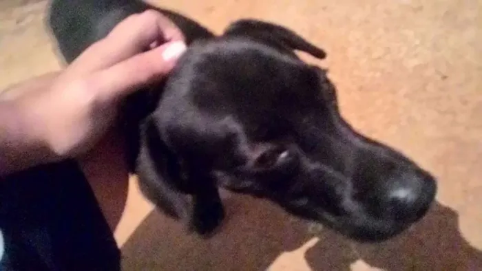 Cachorro ra a SR idade 1 ano nome Sem nome