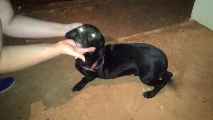 Cachorro ra a SR idade 1 ano nome Sem nome