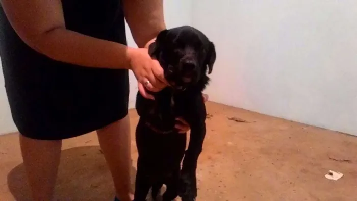 Cachorro ra a SR idade 1 ano nome Sem nome