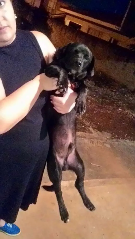 Cachorro ra a SR idade 1 ano nome Sem nome