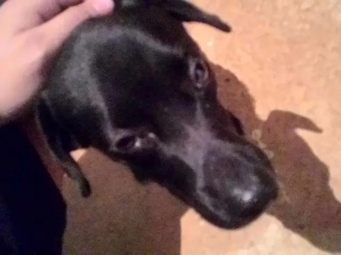 Cachorro ra a SR idade 1 ano nome Sem nome
