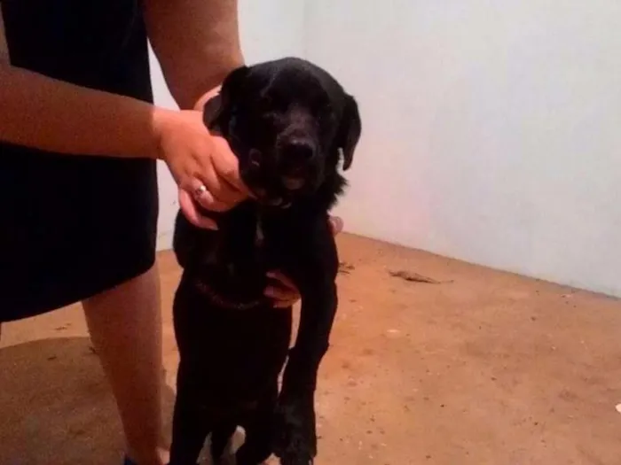 Cachorro ra a SR idade 1 ano nome Sem nome