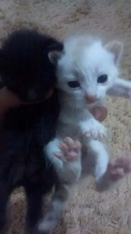 Gato ra a SRD idade Abaixo de 2 meses nome Sem nome