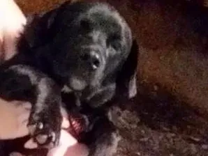 Cachorro ra a SR idade 1 ano nome Sem nome