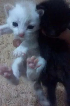 Gato raça SRD idade Abaixo de 2 meses nome Sem nome