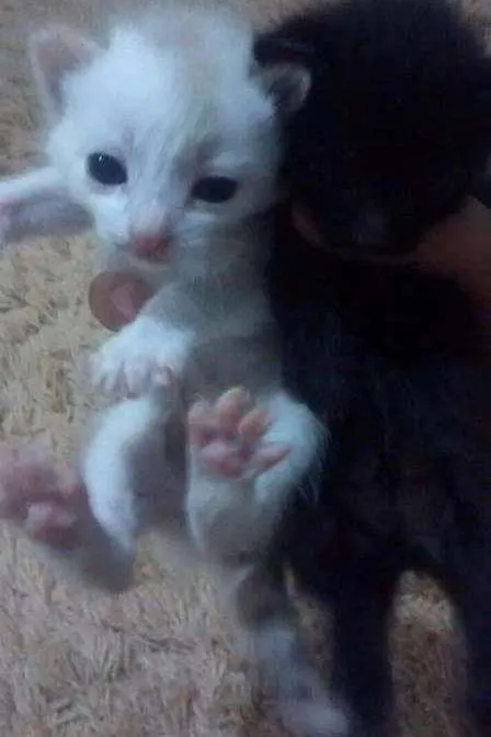 Gato ra a SRD idade Abaixo de 2 meses nome Sem nome
